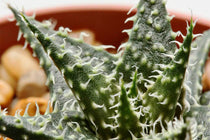 
                  
                    Aloe 'pepe' - Αλόη
                  
                