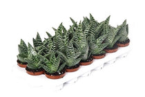 
                  
                    Aloe variegata 8.5cm - Αλόη
                  
                