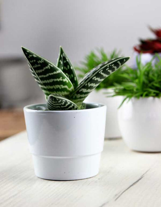 Aloe variegata - Πρόταση διακόσμησης