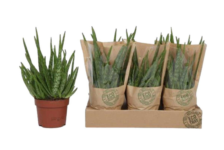 Aloe vera 'barbadensis' 12cm