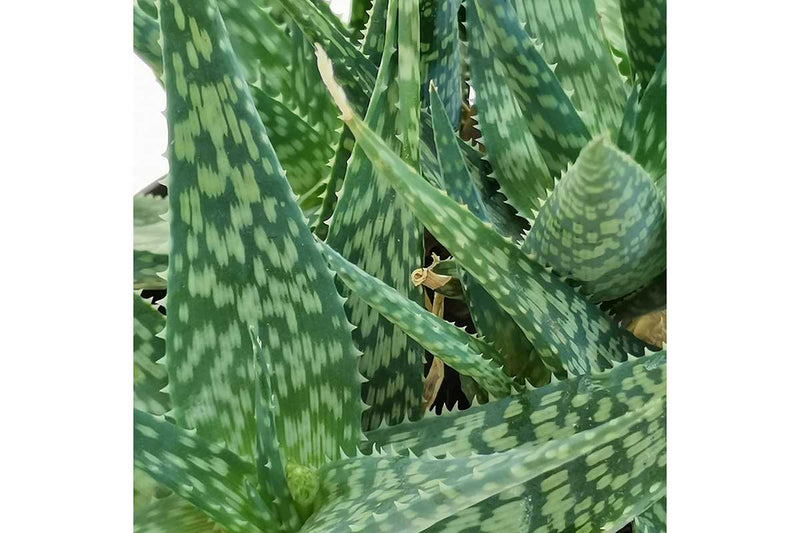 Aloe 'spider' 10.5cm