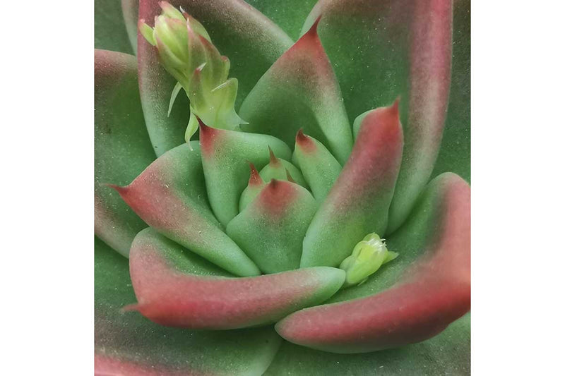 Echeveria 'Antares' 17cm