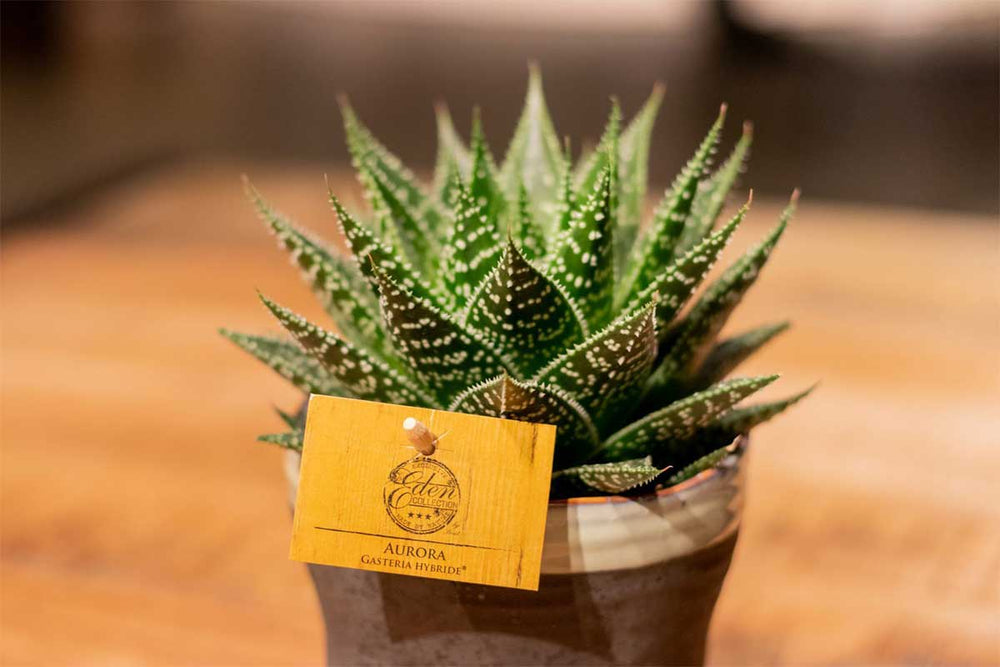 
                  
                    Gasteria aurora®
                  
                