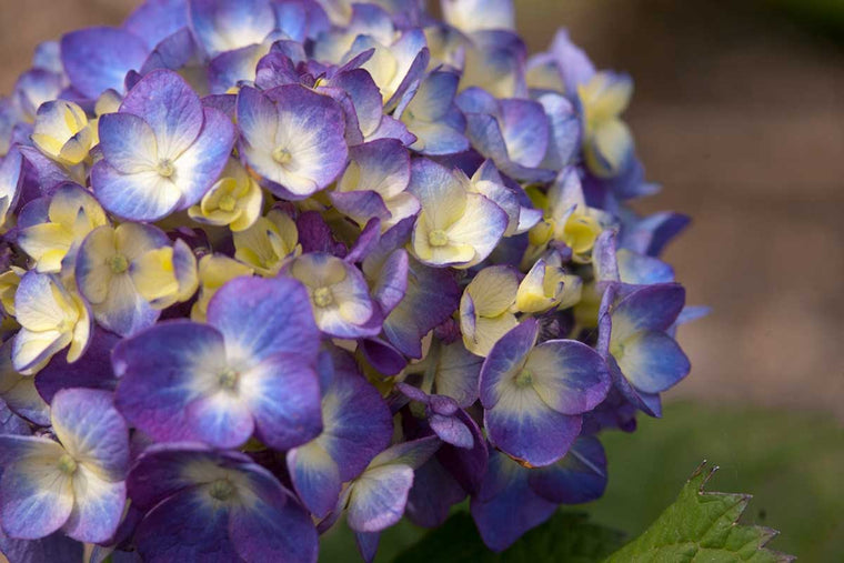 Hydrangea Bloomstar® 'blue' 17cm