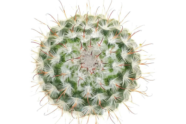 Mammillaria bombycina (group) 10.5cm