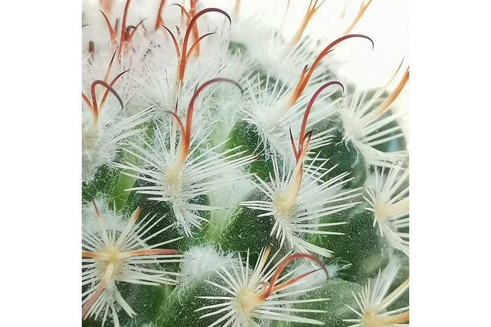 Mammillaria bombycina (group) 10.5cm