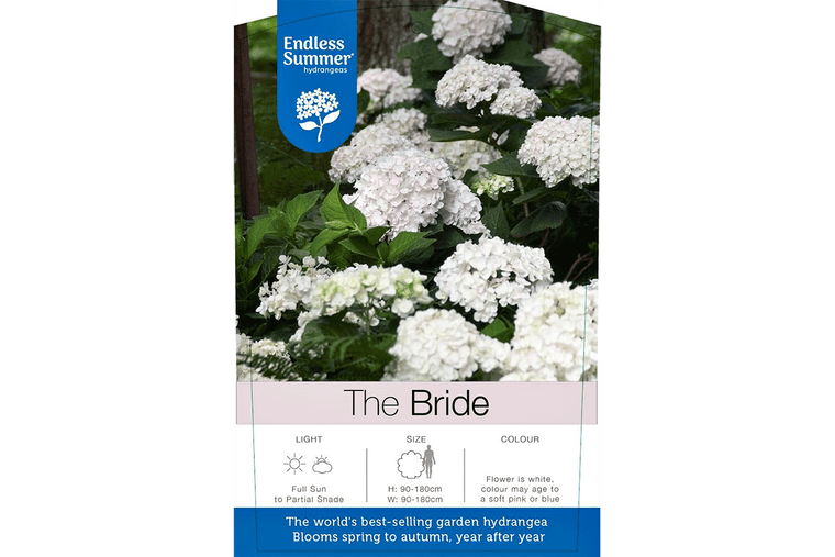 Hydrangea Endless Summer® 'Original white 17 cm