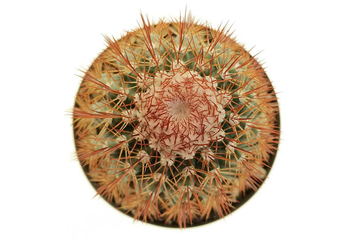 Melocactus broadwayi 10.5cm