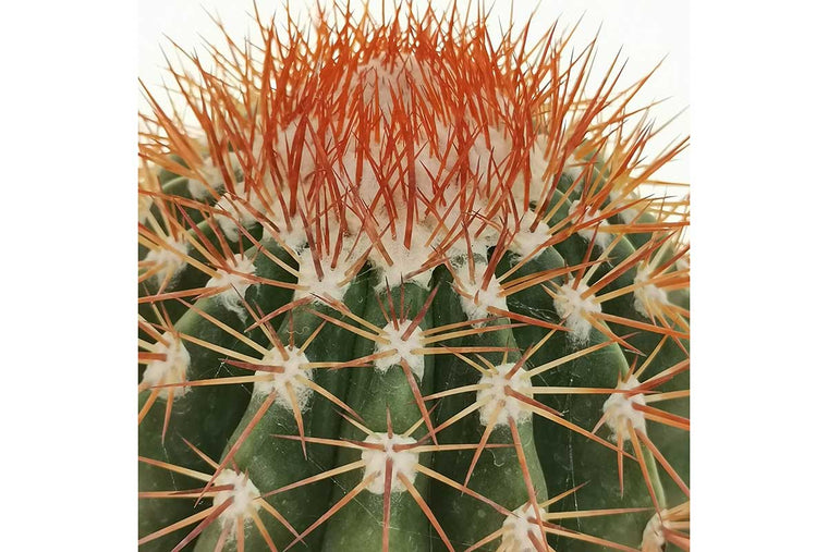 Melocactus broadwayi 10.5cm