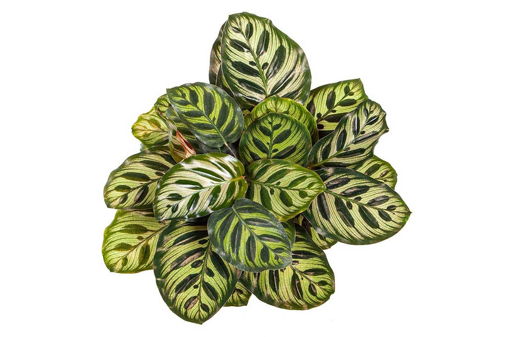 
                  
                    Calathea makoyana 
                  
                