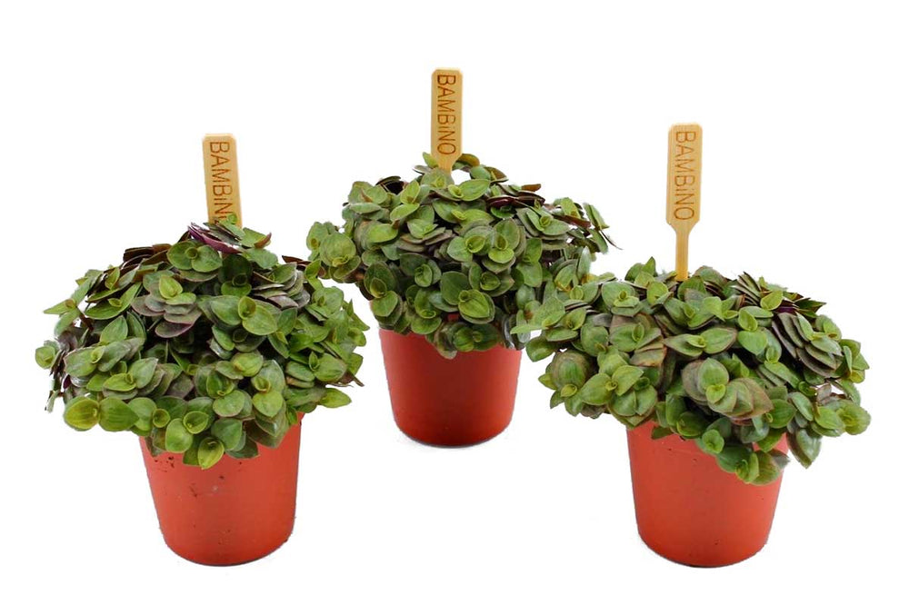 
                  
                    Callisia repens 'turtle' 5.5cm - Καλλίσια
                  
                
