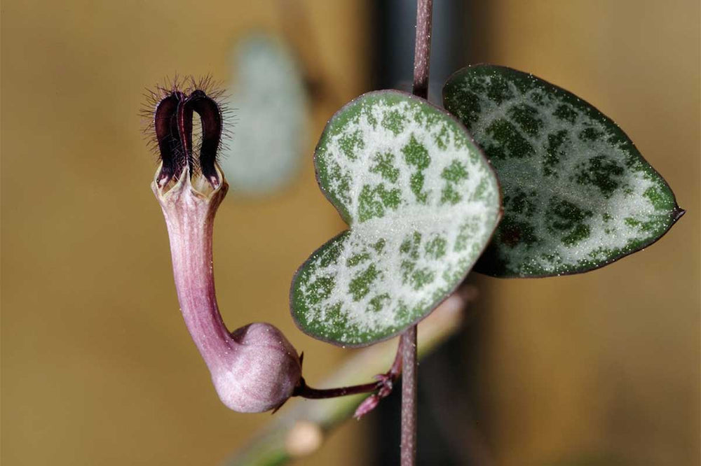 
                  
                    Ceropegia woodii 
                  
                
