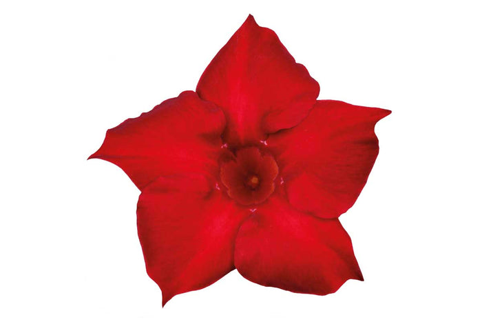 Mandevilla sundaville® 'red' 19cm