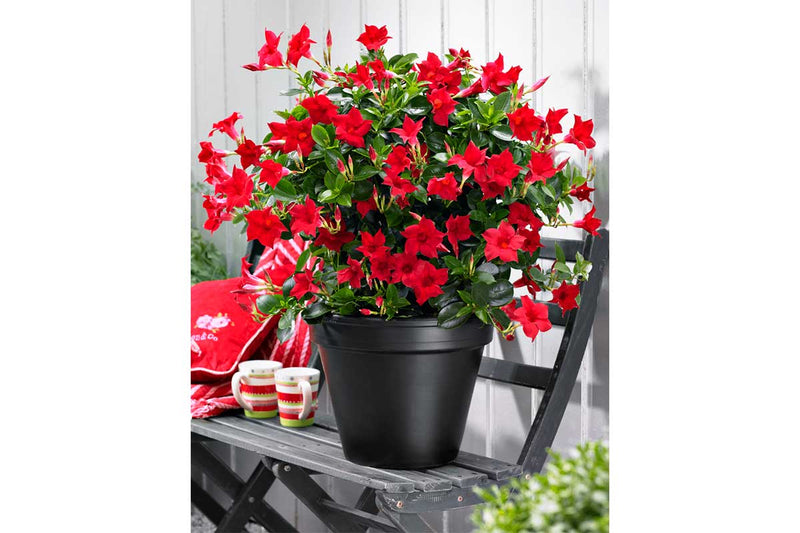 Mandevilla sundaville® 'red' 19cm