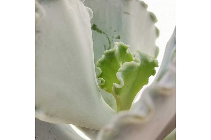 Cotyledon undulata 5.5cm