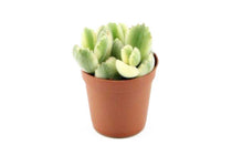 
                  
                    Cotyledon ladysmithiensis 'variegata' 5.5cm
                  
                