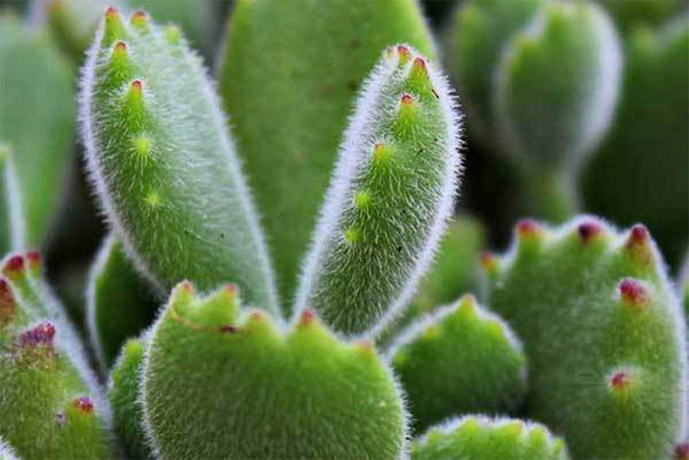 
                  
                    Cotyledon ladysmithiensis
                  
                
