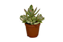 
                  
                    Crassula swaziensis 'variegata' - Κράσουλα 
                  
                
