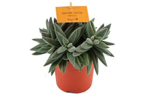 
                  
                    Crassula tenelli 'sardiene siesta' - Κράσσουλα
                  
                