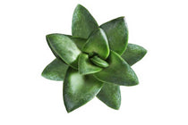 
                  
                    Crassula 'springtime'
                  
                