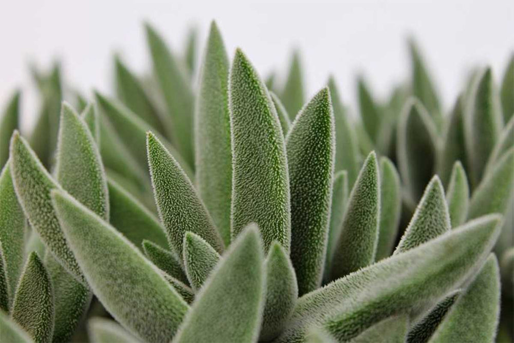
                  
                    Crassula 'tenelli'
                  
                