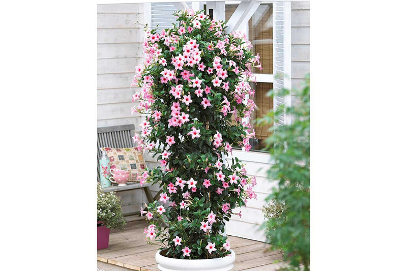 Mandevilla sundaville® 'cream pink' 15cm