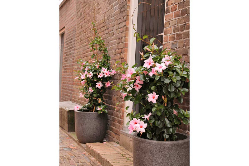 Mandevilla sundaville® 'cream pink' 15cm