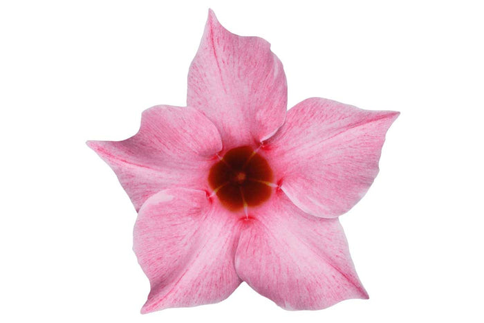 Mandevilla sundaville® 'cream pink' 15cm