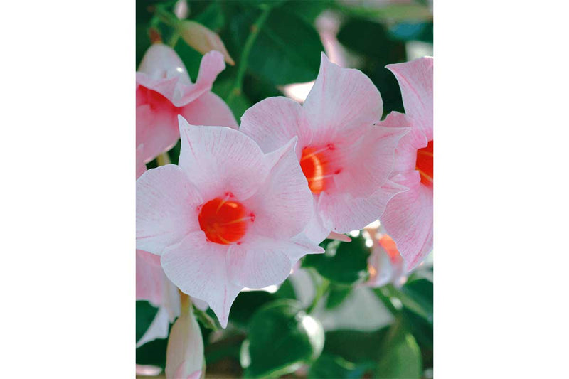 Mandevilla sundaville® 'cream pink' 15cm