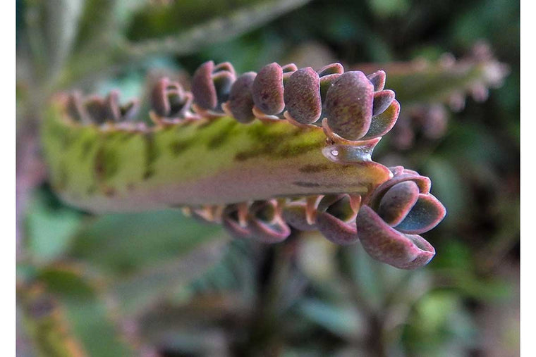 Kalanchoe daigremontiana 5.5cm