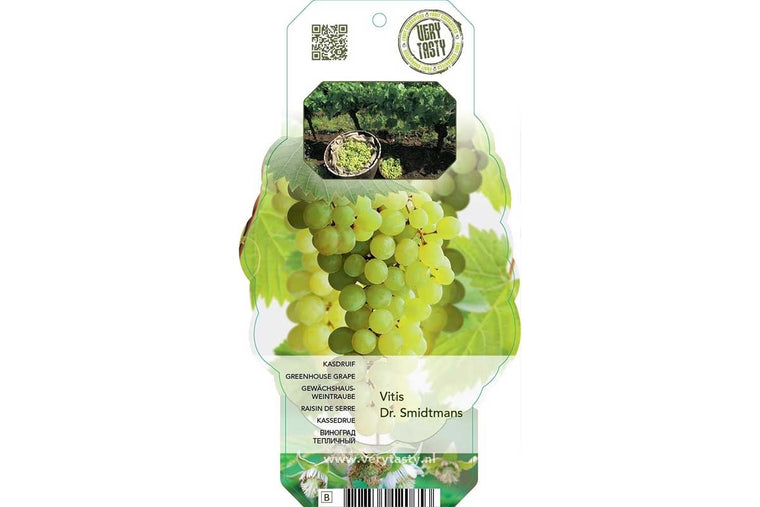 Vitis dr. smidtmans'® 12cm