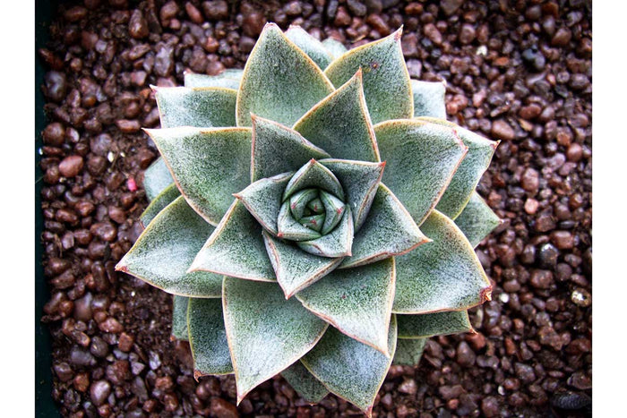 Graptopetalum purpusorum 5.5cm