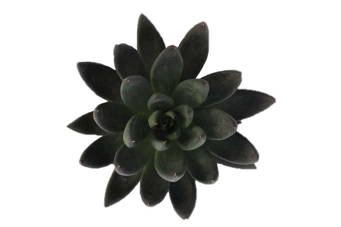 Echeveria affinis - Ετσεβέρια