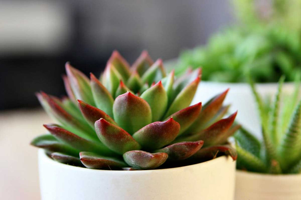 
                  
                    Echeveria agavoides - Πρόταση διακόσμησης
                  
                