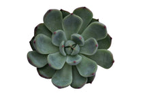 
                  
                    Echeveria chihuaensis - Ετσεβέρια
                  
                