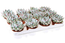 
                  
                    Echeveria chihuaensis - Ετσεβέρια
                  
                