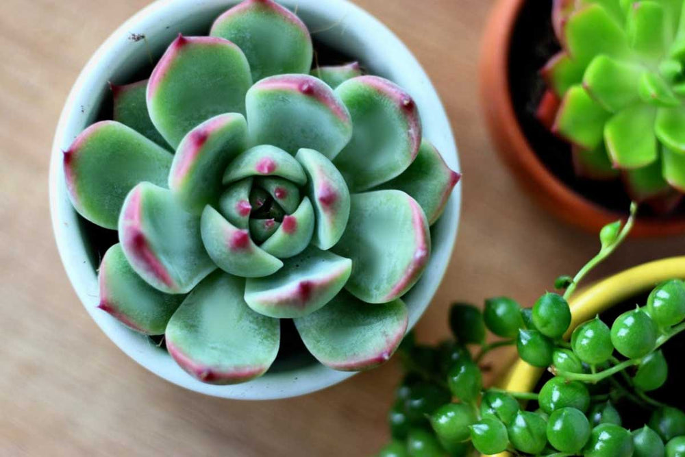 
                  
                    Echeveria chihuaensis - top
                  
                