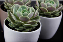 
                  
                    Echeveria lola - Πρόταση διακόσμησης
                  
                