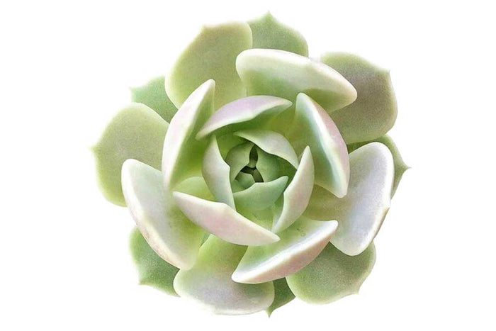 Echeveria lola 6cm