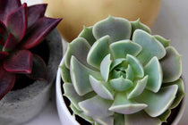 
                  
                    Echeveria lola - close up
                  
                