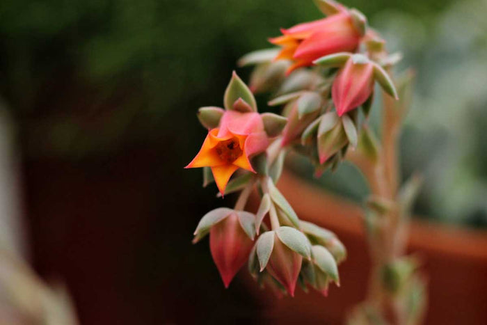 Echeveria lola - flower