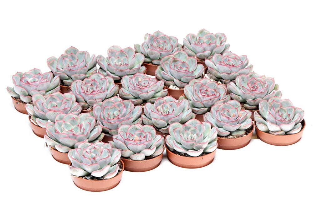 
                  
                    Echeveria 'mystery' 5,5cm - Ετσεβέρια
                  
                