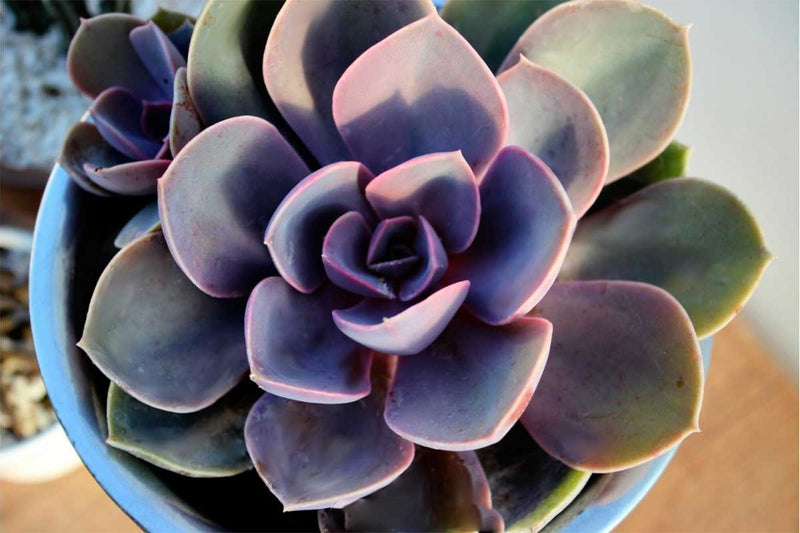 Echeveria 'perle von nurnberg - Ετσεβέρια