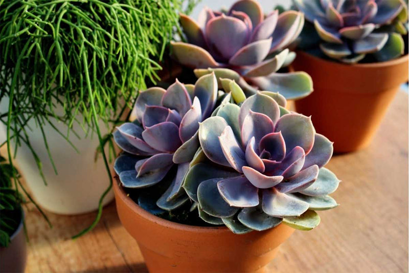 Echeveria 'perle von nurnberg' - Πρόταση διακόσμησης