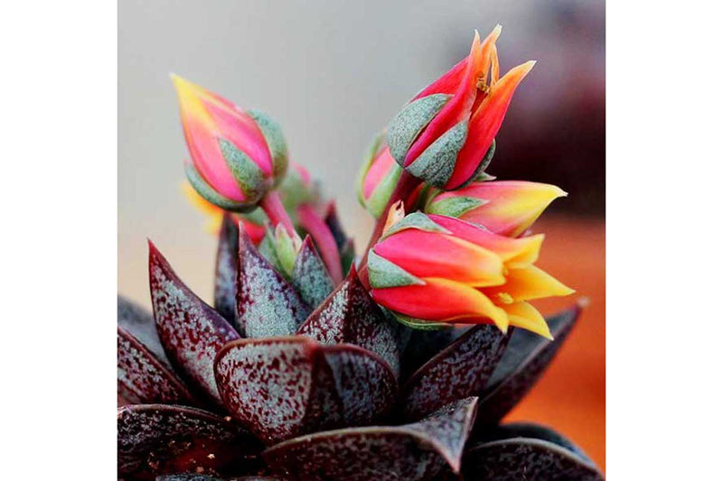 Graptopetalum 'purpusorum'