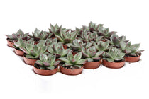 
                  
                    Echeveria agavoides 'sirius' 5,5cm - Ετσεβέρια
                  
                