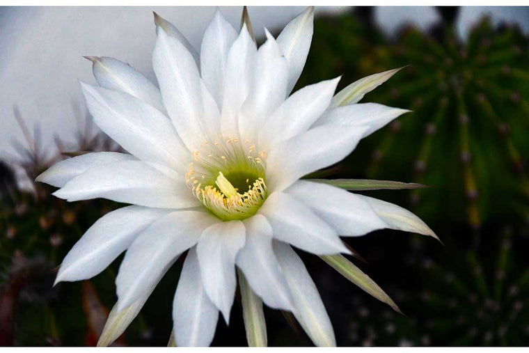 Echinopsis subdenudata 12cm