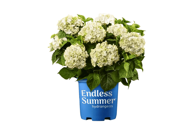 Hydrangea Endless Summer® 'The Bride' 17cm
