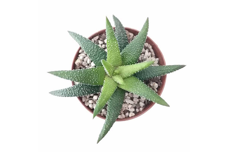 Haworthia 'Enon' 5.5cm