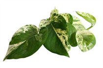 
                  
                    Epipremnum 'Marble Queen
                  
                